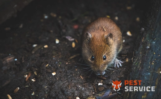 Дератизация в Вологде